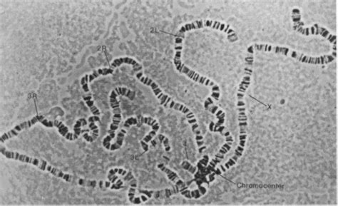 노랑초파리의 침샘 염색체 관찰 원리
